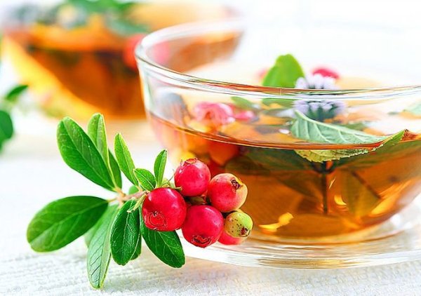 чай из шиповника и брусники для лечения спондилеза